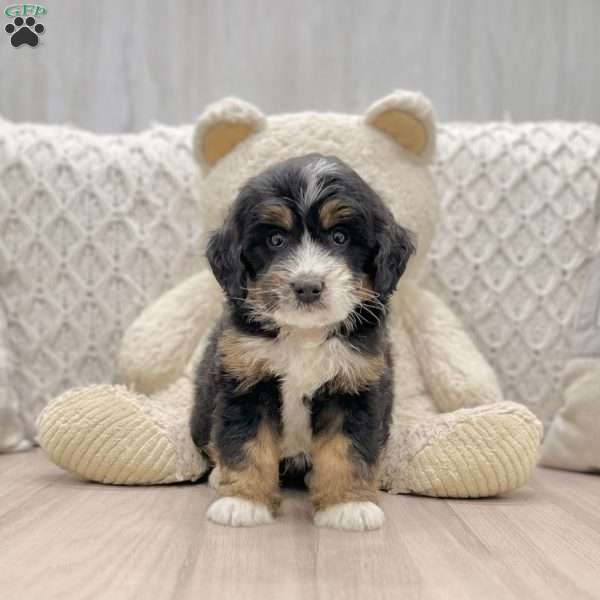 Grayson, Mini Bernedoodle Puppy